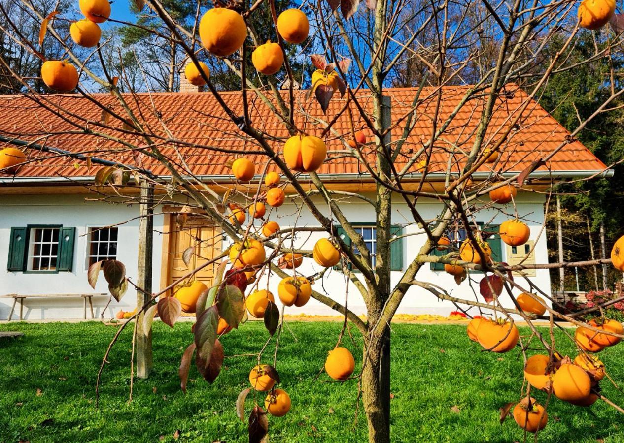 Turisticna Kmetija Hisa Ob Gozdu Pri Ptuju Vila Exterior foto